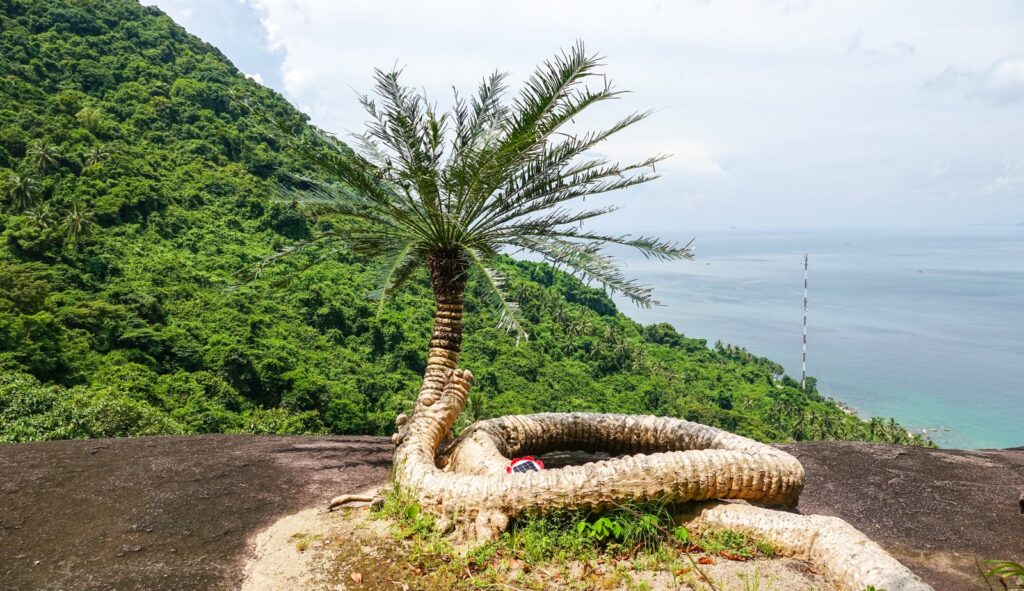 cay co thu nghin nam